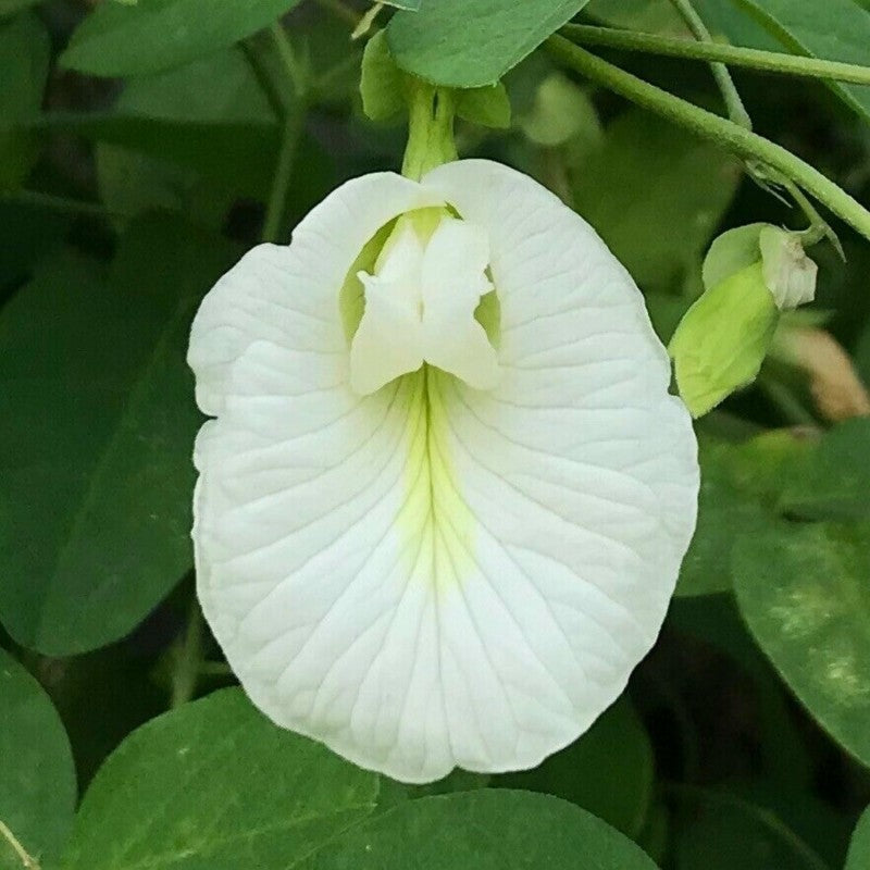 White Aparajita Live Plant