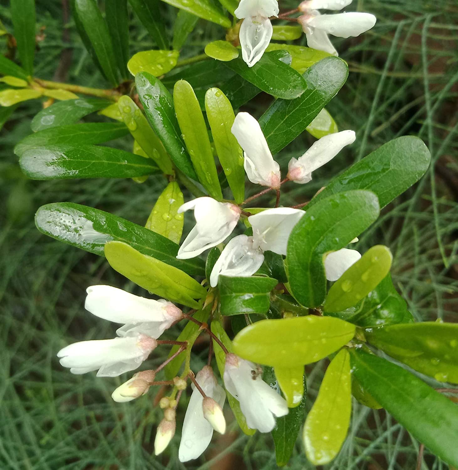 DESMODIUM  White Braya Sapling Plant