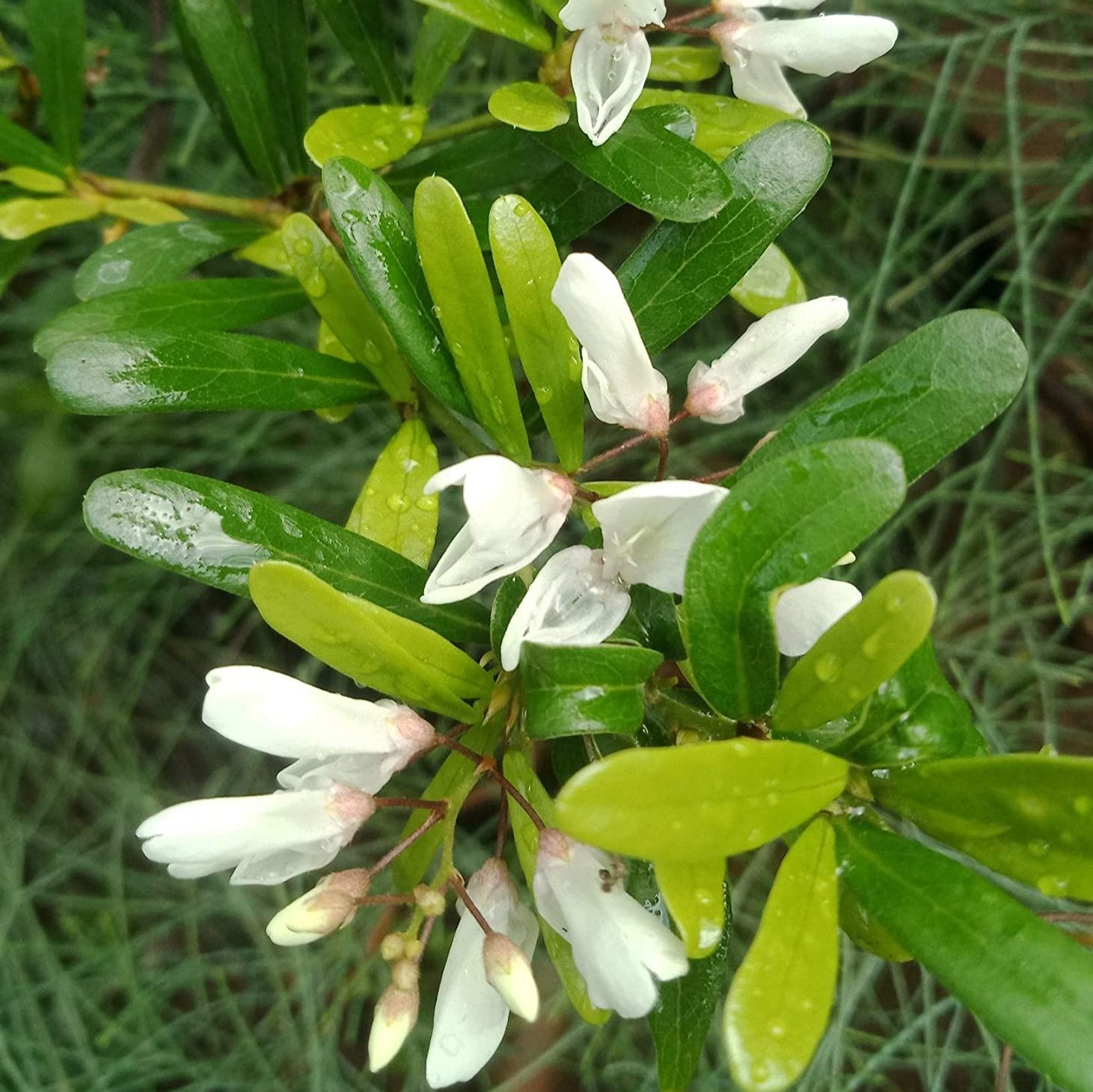 Green Paradise® Desmodium White Braya – Rare Live Sapling Plant for Home Garden & Outdoor Landscaping | Fast-Growing, Easy Maintenance