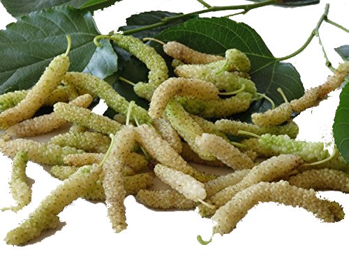 White Mulberry Live Plant Suitable For Bonsai