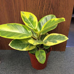 Green Paradise® White Varigated Rubber Plant