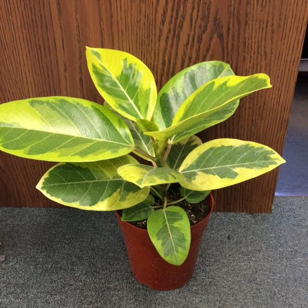 Green Paradise® White Varigated Rubber Plant