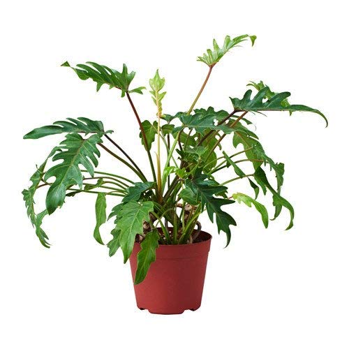 Plant Xanadu Air Purifying Philodendron Golden Green Color Plant (Pot Included)