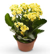 Yellow Kalanchoe Plant with pot