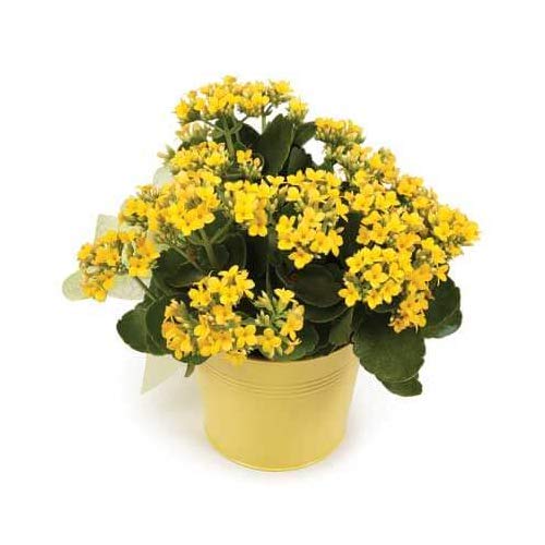 Yellow Kalanchoe Plant with pot
