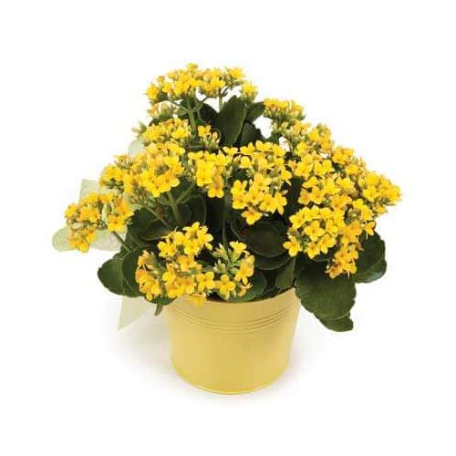 Kalanchoe plant set of 3 plants In  Random Colors with 3'' Pots