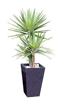 Silver Yucca Plant