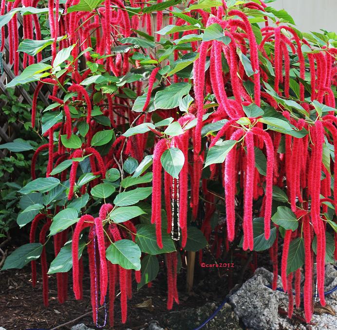 Acalypha hispida the chenille plant long red flowers With medicinal Values