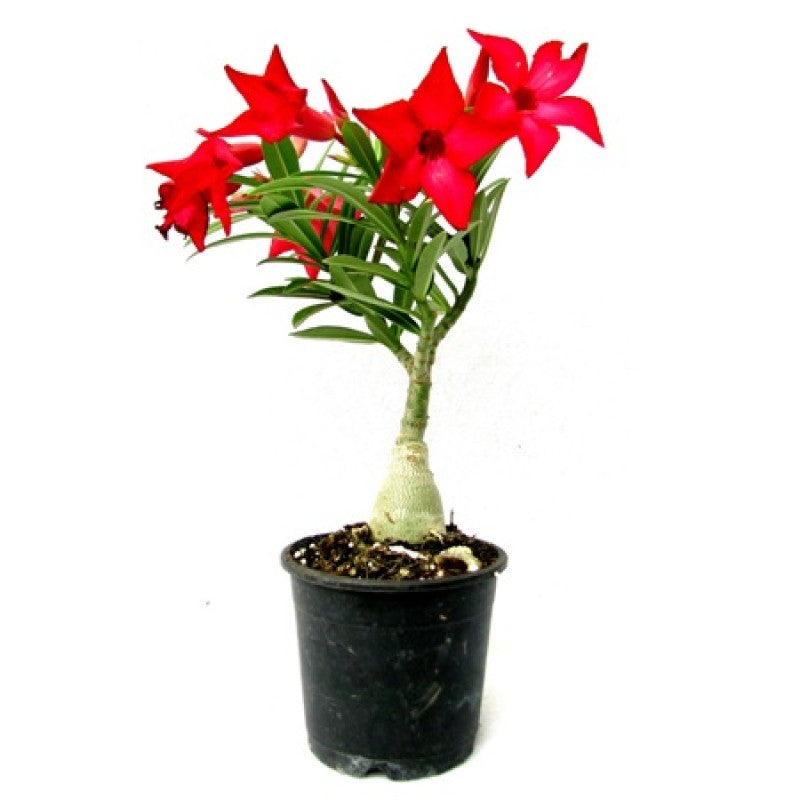 Red Adenium Obesum Live Plant with Pot