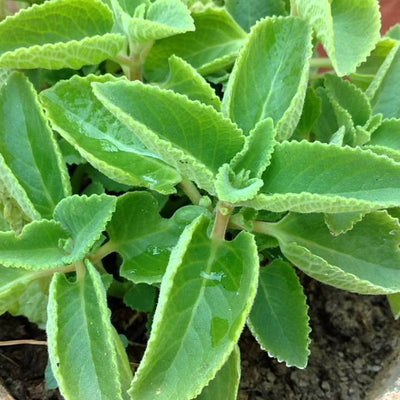 Green Paradise Ajwain Plant