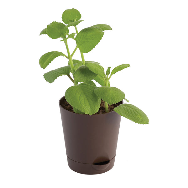 Green Paradise Ajwain Plant