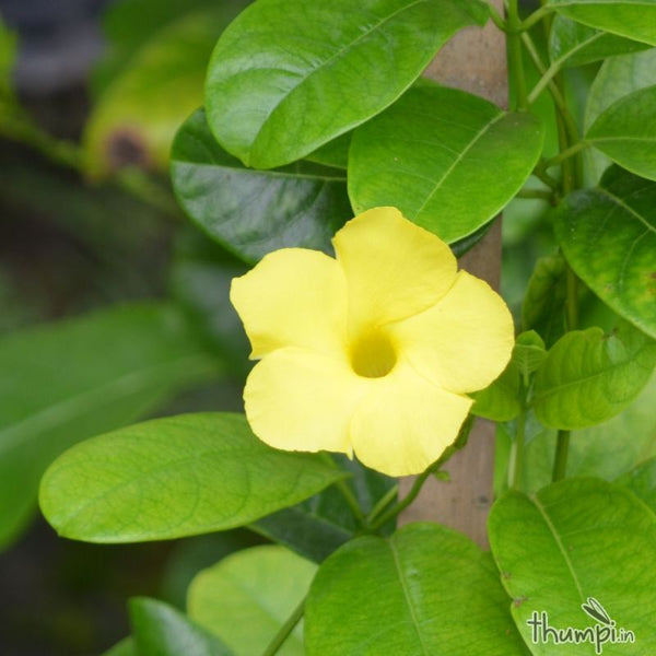 allamanda creeper Plant
