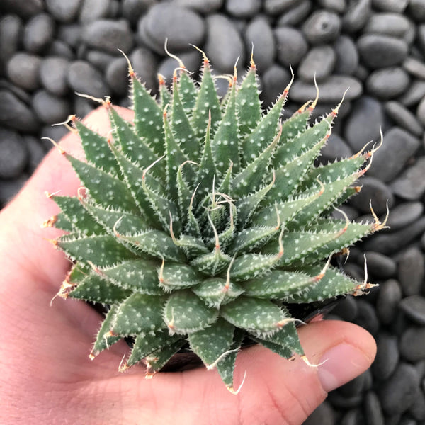 Aloe Haworthioid Live Plant
