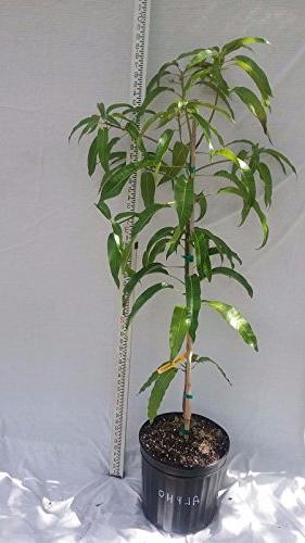 Exclusive Alphanso (Devgad Hapus) Mango Live Plant