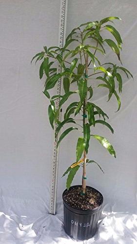Green paradise® devgad hapus mango plant grafted live plant