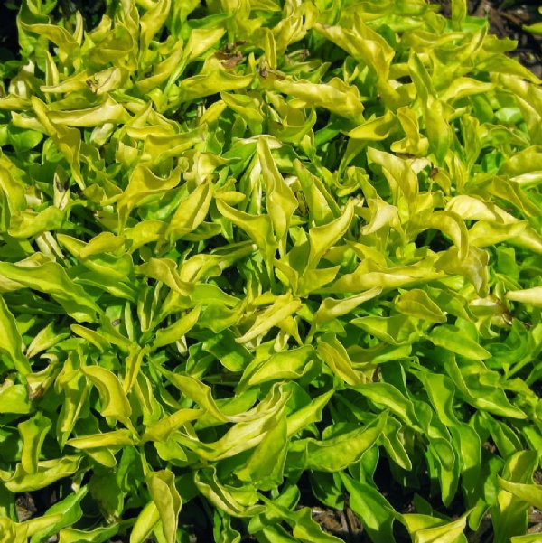 Alternanthera Yellow Bhaji/Joseph's coat Live Plant