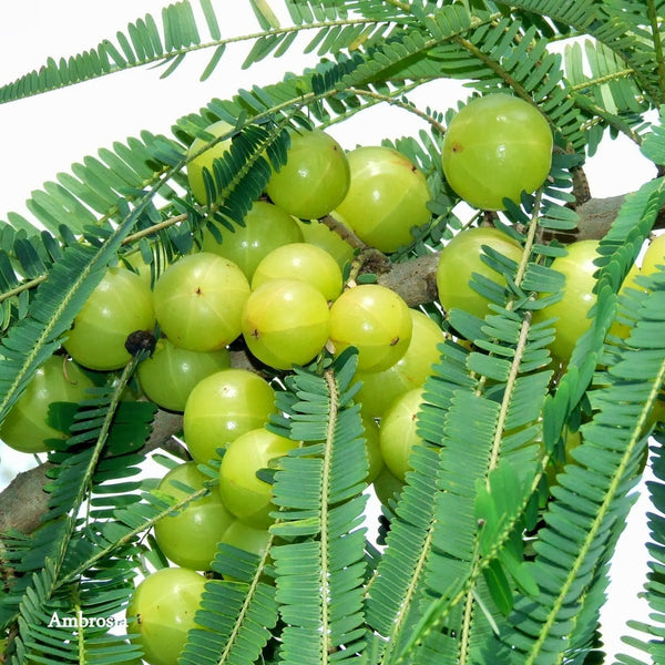 Awla Live Plant (GooseBerry)