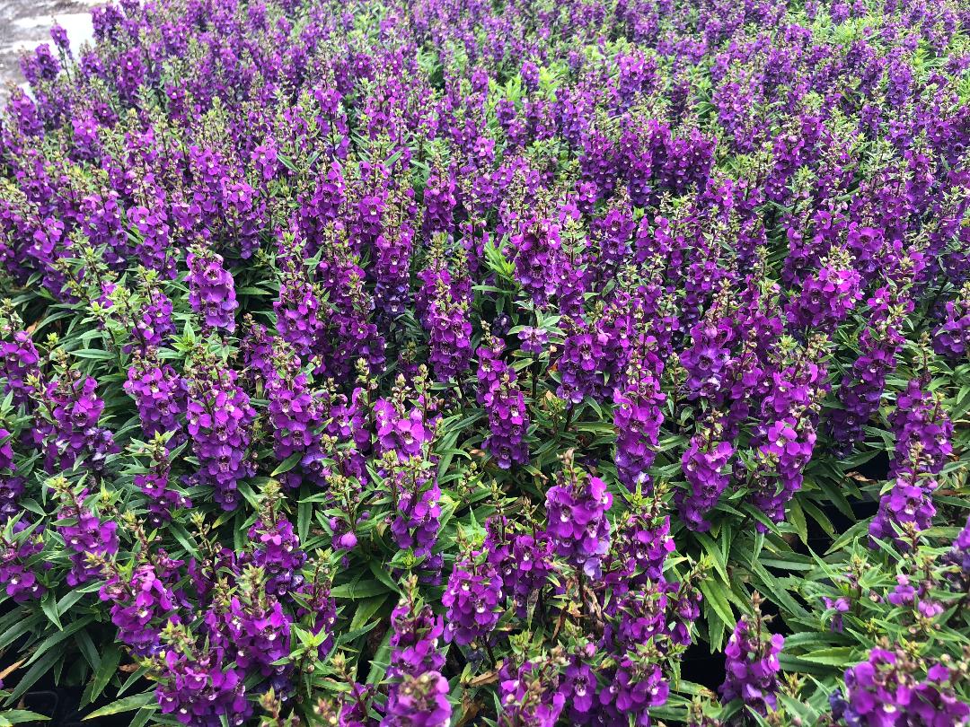 Angelonia purple flower live healthy plant Brand: GREEN PARADISE