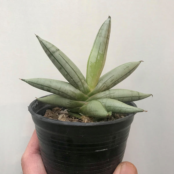 sansevieria Boncel Plant