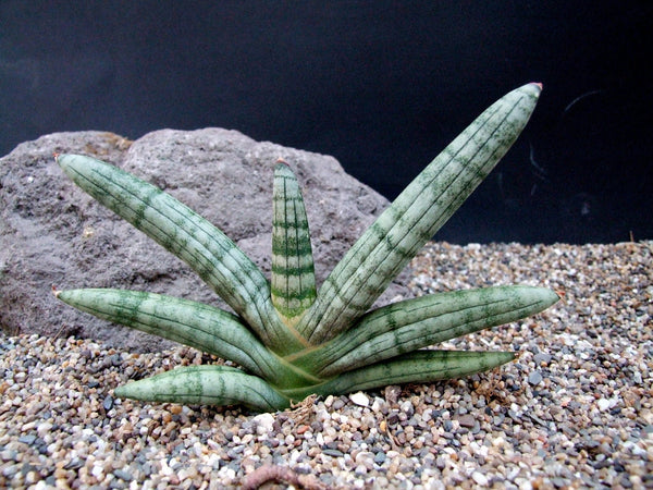 sansevieria Boncel Plant