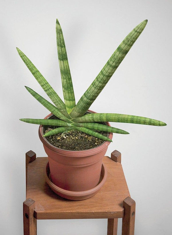 sansevieria Boncel Plant