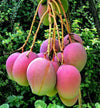Exclusive Apple Mango Live Plant-Green Paradie Live