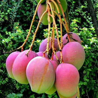 Exclusive Apple Mango Live Plant-Green Paradie Live