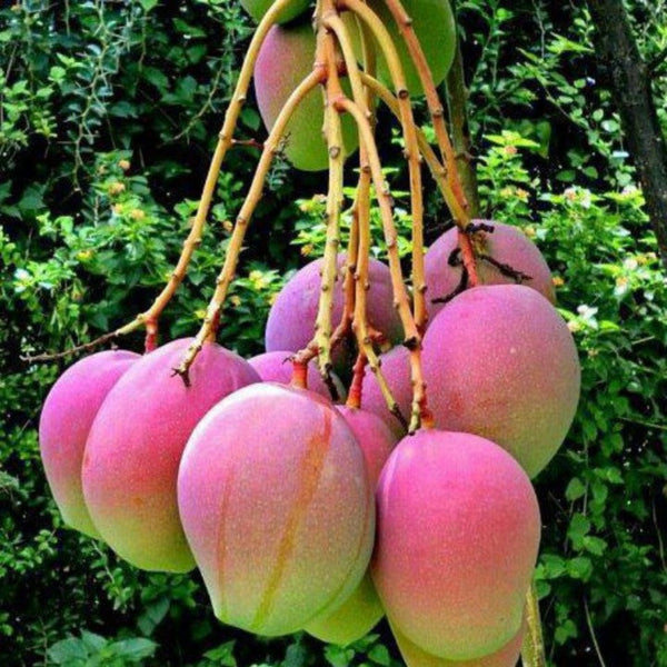 Exclusive Apple Mango Live Plant-Green Paradie Live