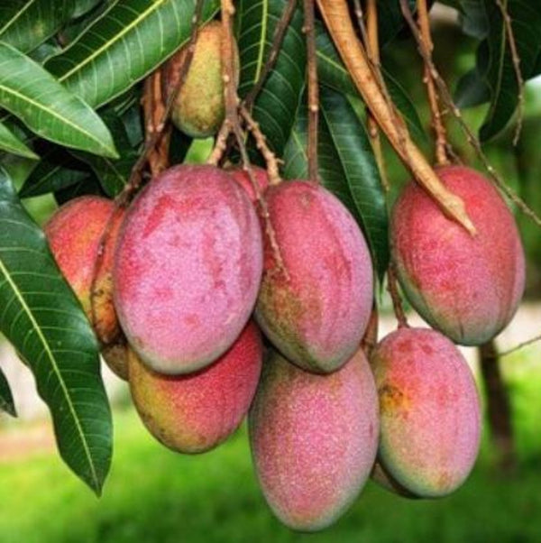 Exclusive Apple Mango Live Plant-Green Paradie Live