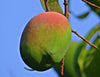 Exclusive Apple Mango Live Plant-Green Paradie Live
