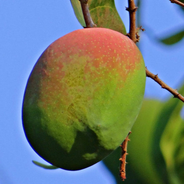 Exclusive Apple Mango Live Plant-Green Paradie Live