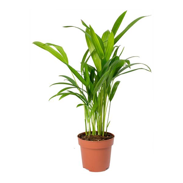 Green Paradise Air Purifier Areca Palm for Tabletop Indoor Live Plant in Plastic Pot