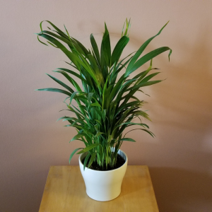 Green Paradise Air Purifier Areca Palm for Tabletop Indoor Live Plant in Plastic Pot