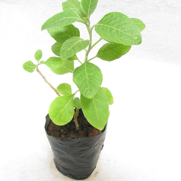 Ashwagandha plant