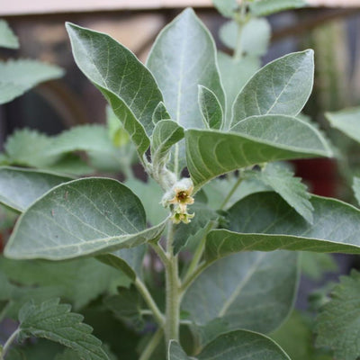 Ashwagandha plant