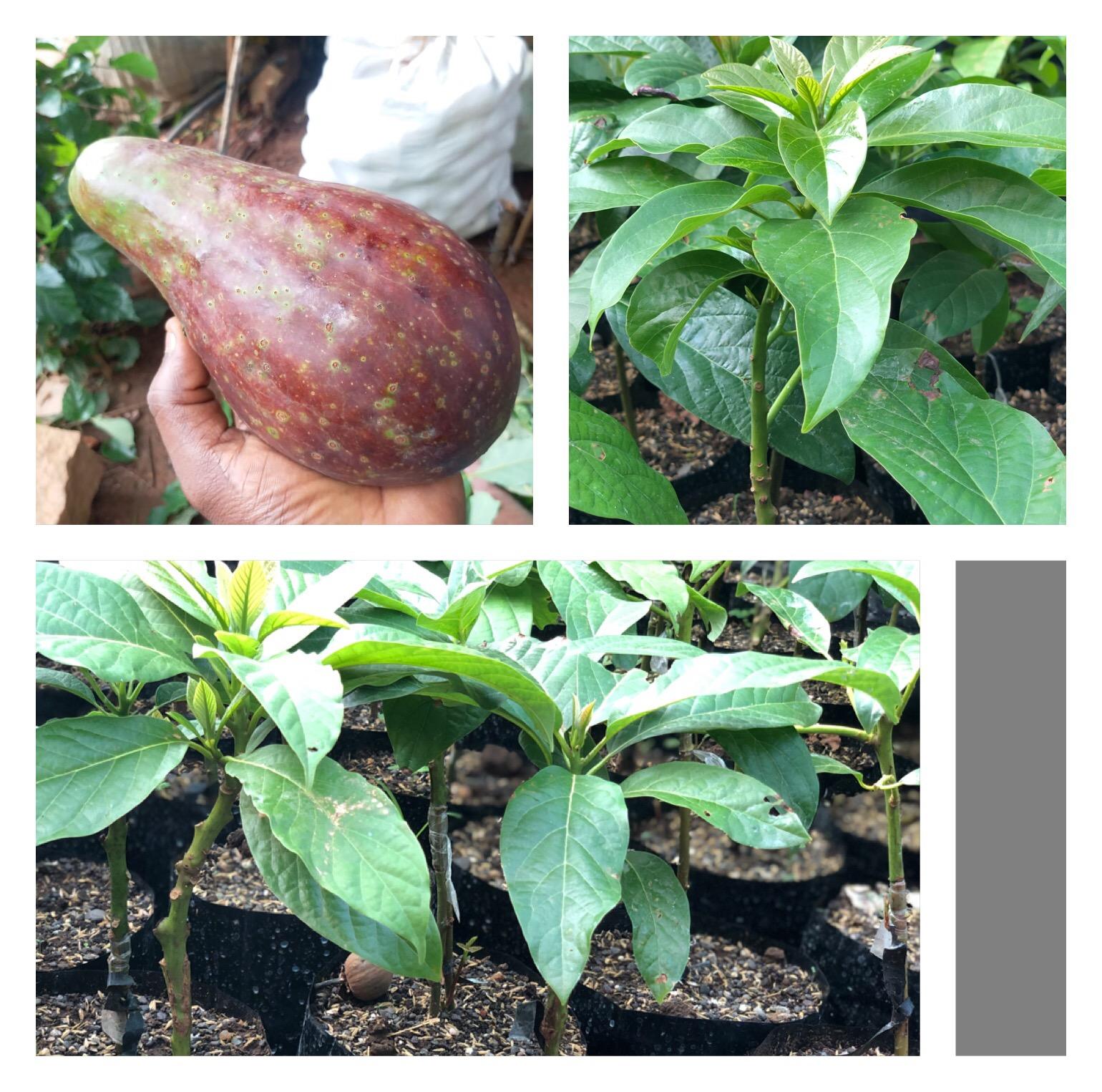 Avocado Fruit  Plant Grafted Healthy greenish - purple  Avacado Plant