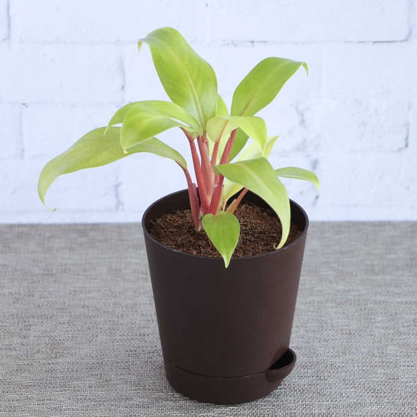 Golden Philodendron Live Plant