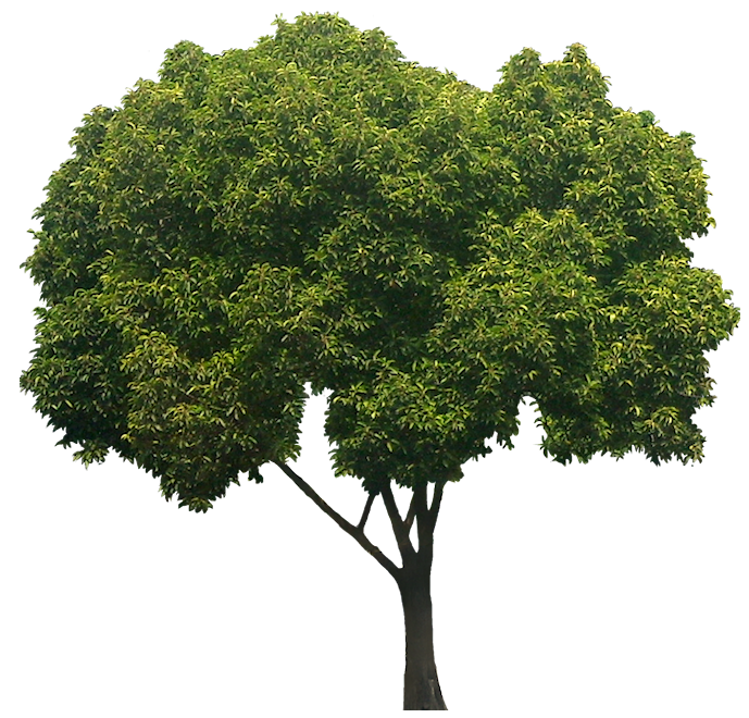 Bakul tree Mimusops elengi Borsalli Plant