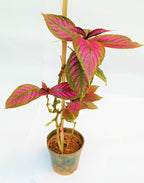 Bamboo Sticks for Plants Support (Set of 20) Sticks Size 3ft Used to Support Climbers Money Plant & Other Saplings