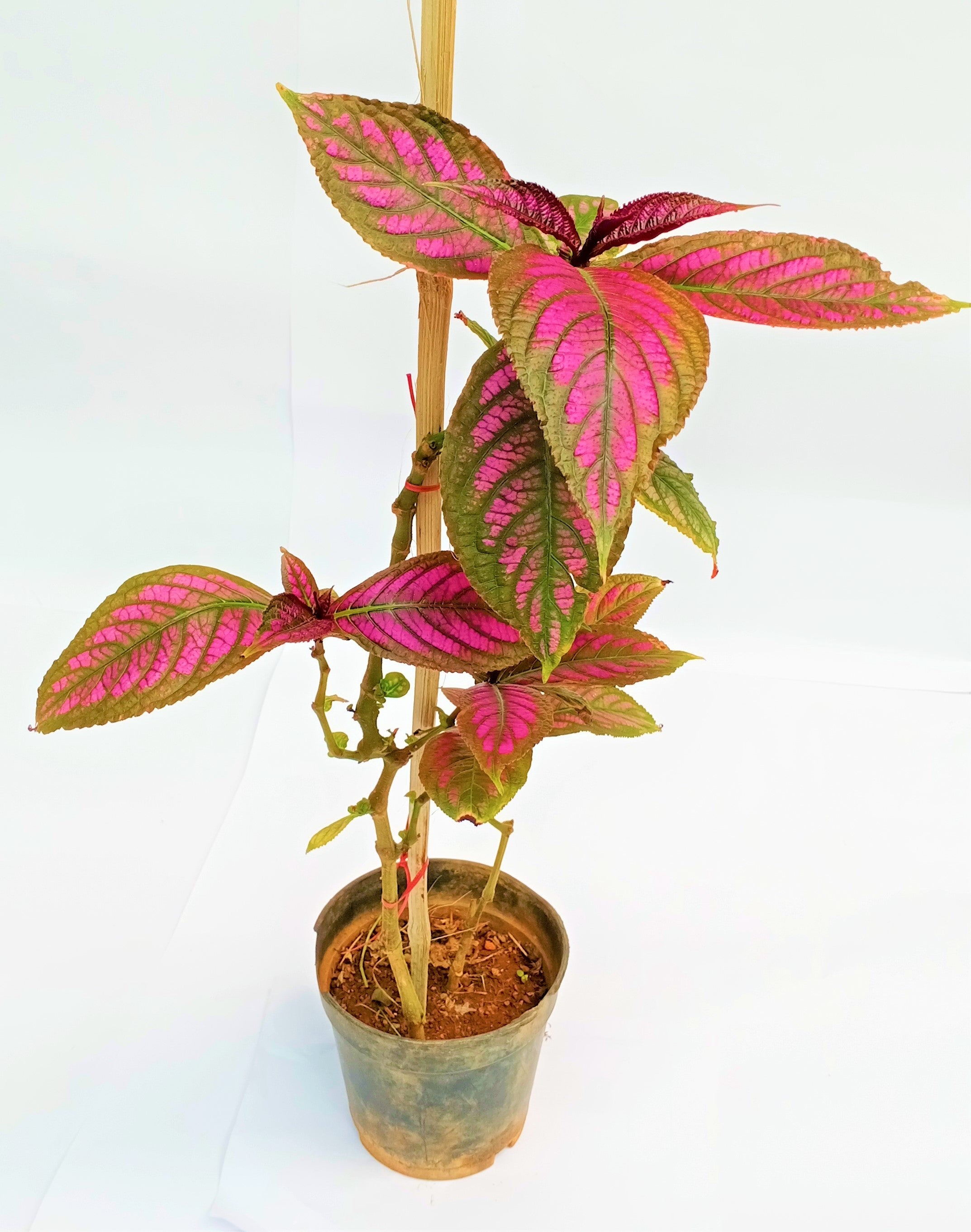 Bamboo Sticks for Plants Support (Set of 20) Sticks Size 3ft Used to Support Climbers Money Plant & Other Saplings