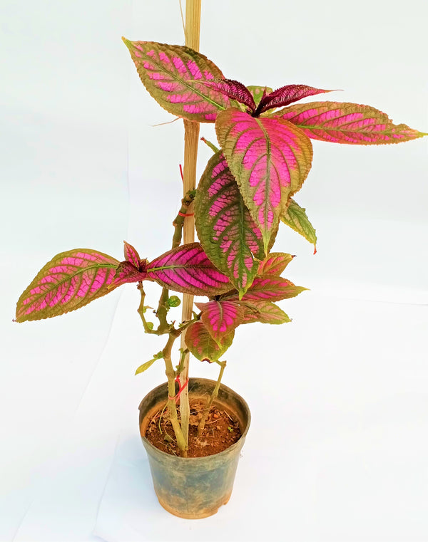 Bamboo Sticks for Plants Support (Set of 20) Sticks Size 3ft Used to Support Climbers Money Plant & Other Saplings