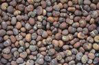 African Rare Baobab Seeds (Pack Of 15 Seeds) Bonsai Suitable High Quality seeds