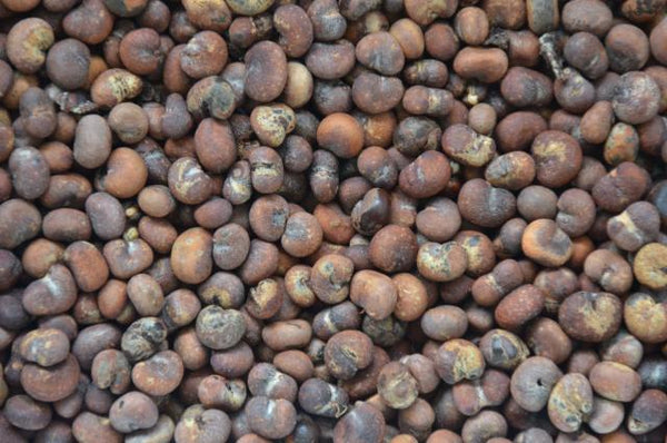 African Rare Baobab Seeds (Pack Of 15 Seeds) Bonsai Suitable High Quality seeds