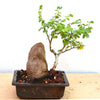 Mini Bahunia Bonsai Live Plant