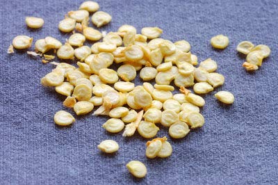 Green Paradise® Bell Pepper Seeds