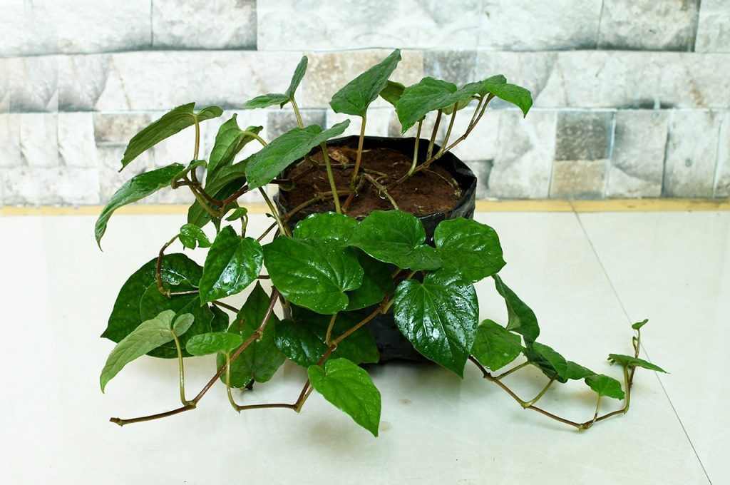 Nagarvel Betel Leaf Plant