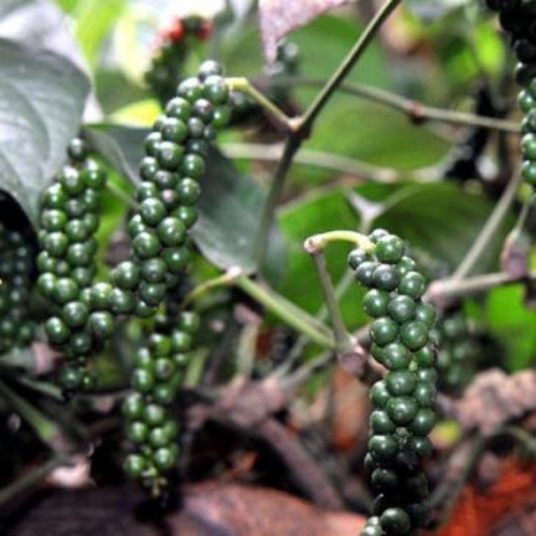 Black pepper Piper nigrum plant