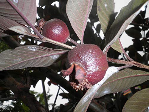Live black Guava Plant Suitable For Bonsai