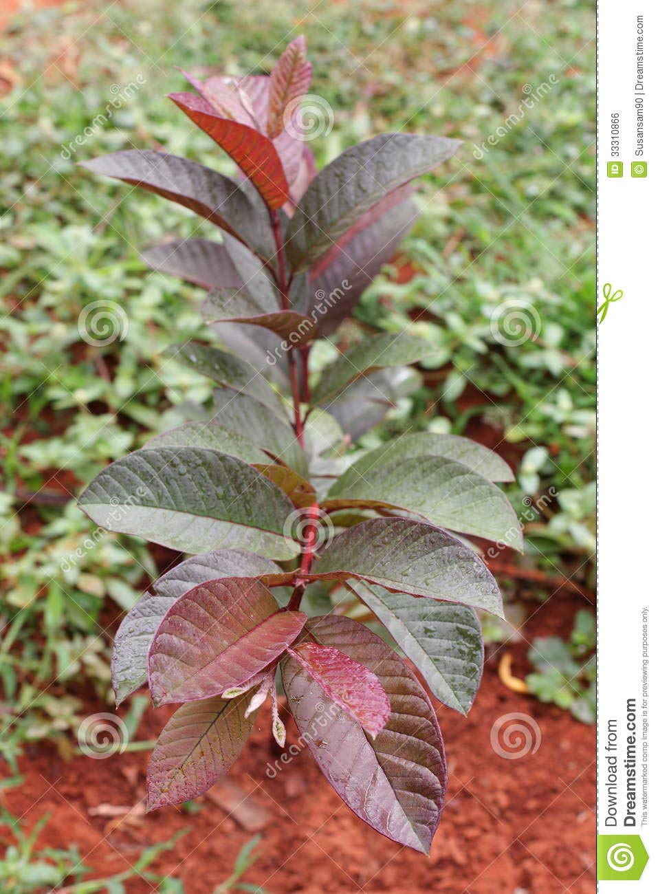 Live black Guava Plant Suitable For Bonsai