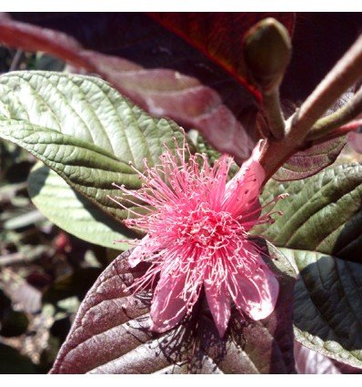 Live black Guava Plant Suitable For Bonsai